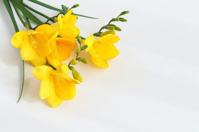 pxt00008735154301.jpg